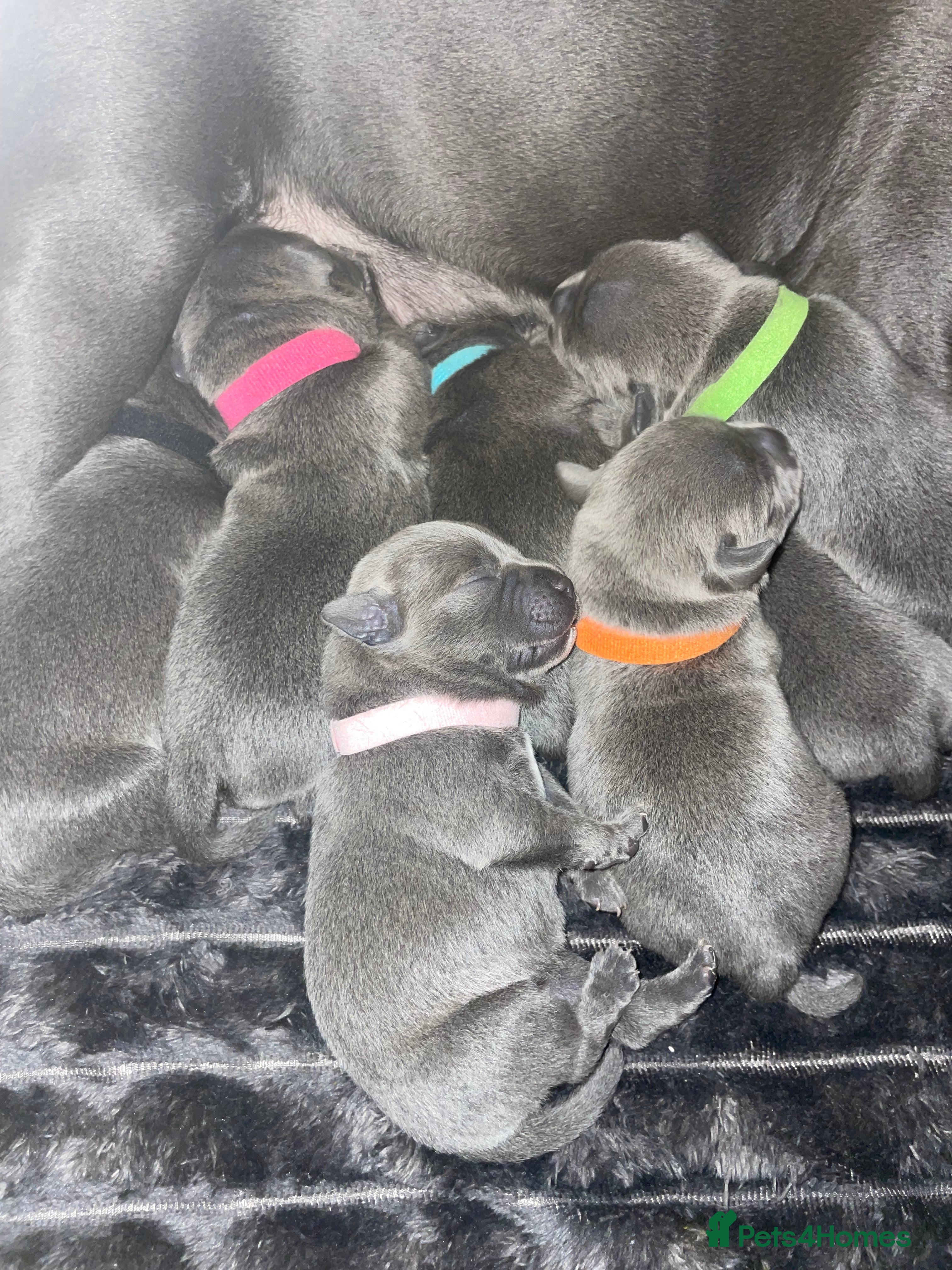 Staffordshire Bull Terrier dogs 7 beautiful KC staffy puppy’s - Advert 3