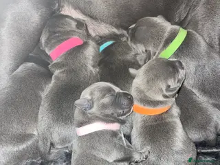 Staffordshire Bull Terrier dogs 7 beautiful KC staffy puppy’s - Advert 3