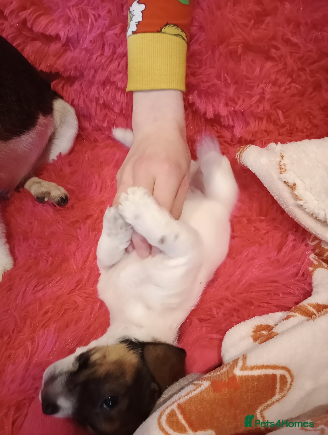 Jack Russell dogs for sale: Jack russell puppies - Advert 35