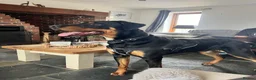 Mixed Breed dogs for sale: 1yr Dobermann x Bernese male  in Southampton - Advert 4