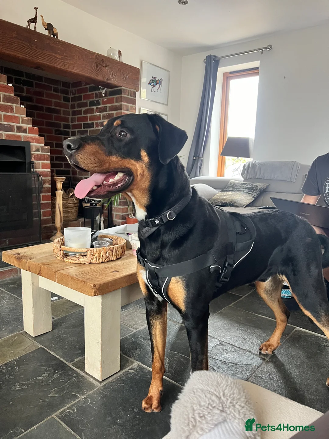 Mixed Breed dogs for sale: 1yr Dobermann x Bernese male  in Southampton - Advert 4