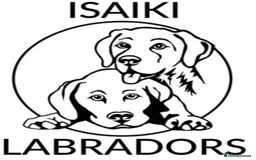 Labrador Retriever dogs for sale: Chunky Chocolate Girls Looking 4 Forever Families - Image 6
