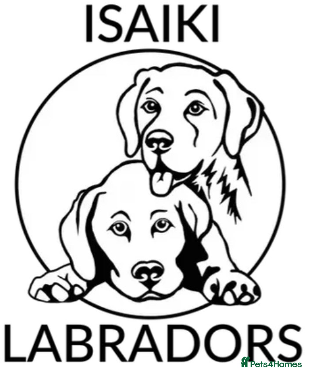 Labrador Retriever dogs for sale: Chunky Chocolate Girls Looking 4 Forever Families - Image 6