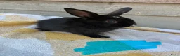 Lionhead rabbits for sale: Beautiful lion head and lion head lops rabbits  - Advert 6