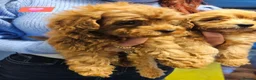 Cavapoo dogs for sale: 🩵🫧 4 Cavapoo Puppies 🫧🩵 - Advert 13