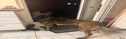 Belgian Shepherd Dog dogs for sale: Bella  in Ilford - Advert 4