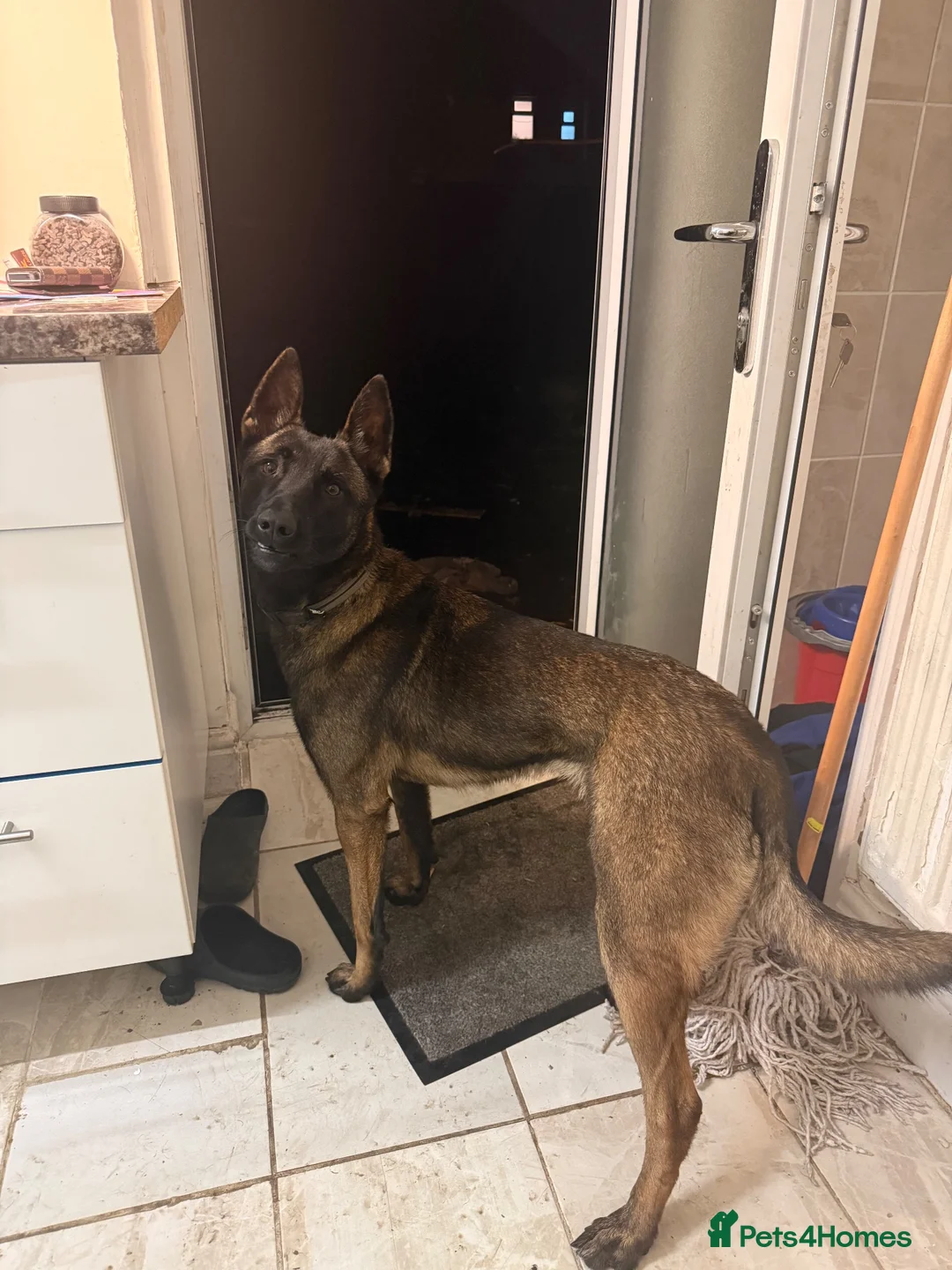 Belgian Shepherd Dog dogs for sale: Bella  in Ilford - Advert 4