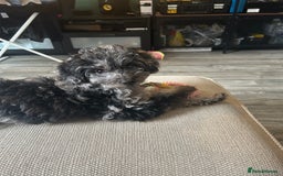 Cockapoo dogs for sale: Merle Cockapoo bitch - Image 2