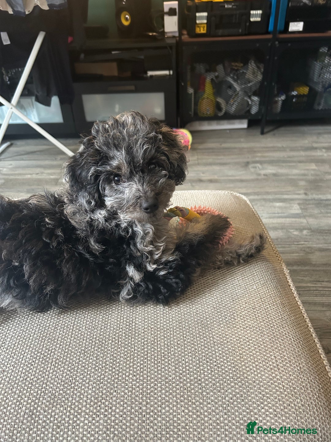 Cockapoo dogs for sale: Merle Cockapoo bitch - Image 2