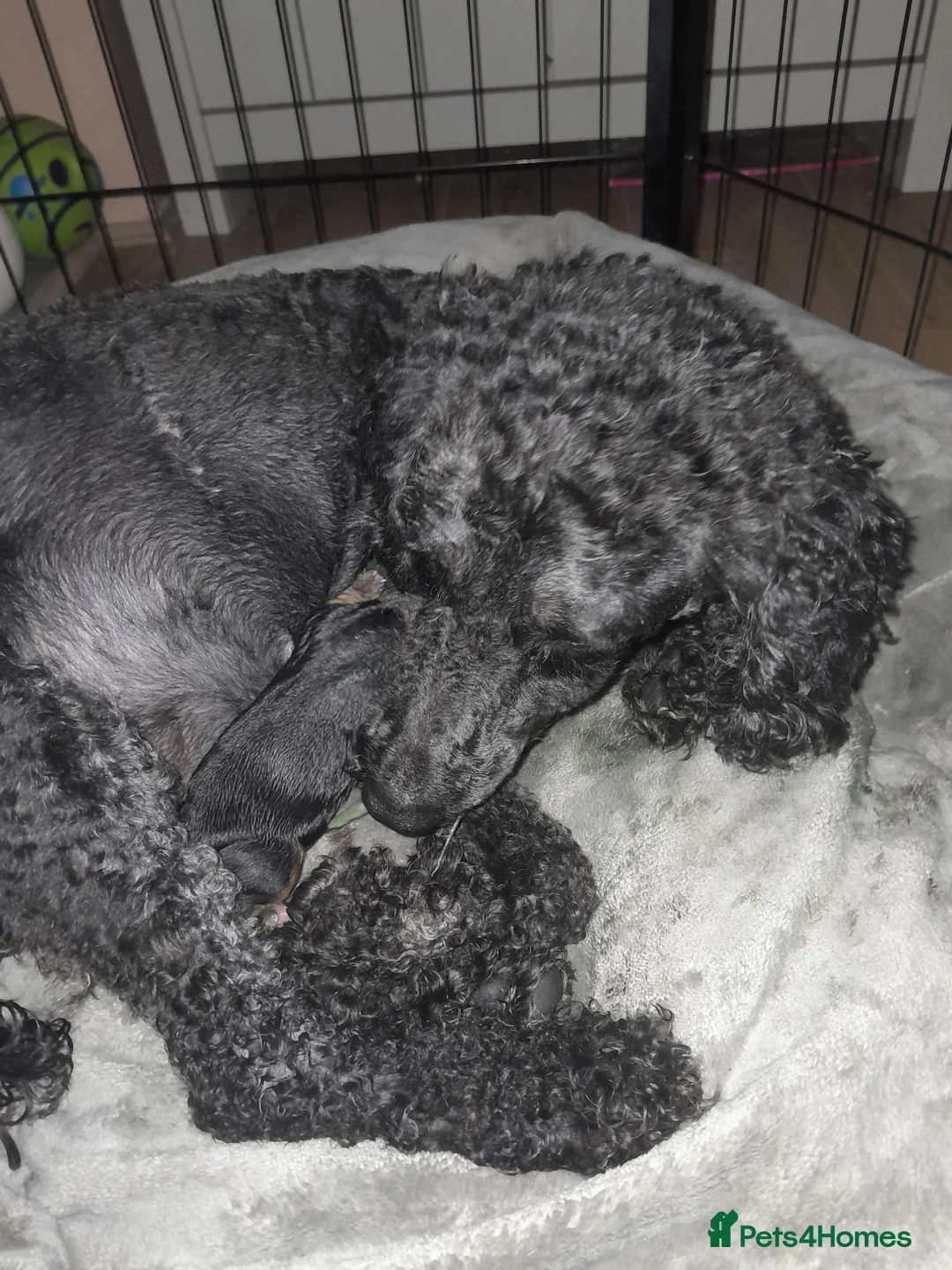 Cavapoo dogs for sale: F1 Cavapoo Puppies in Halifax - Advert 1