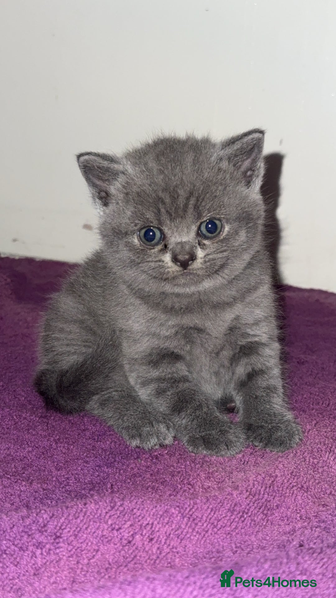 British Shorthair cats for sale: British short hair kittens - Advert 6