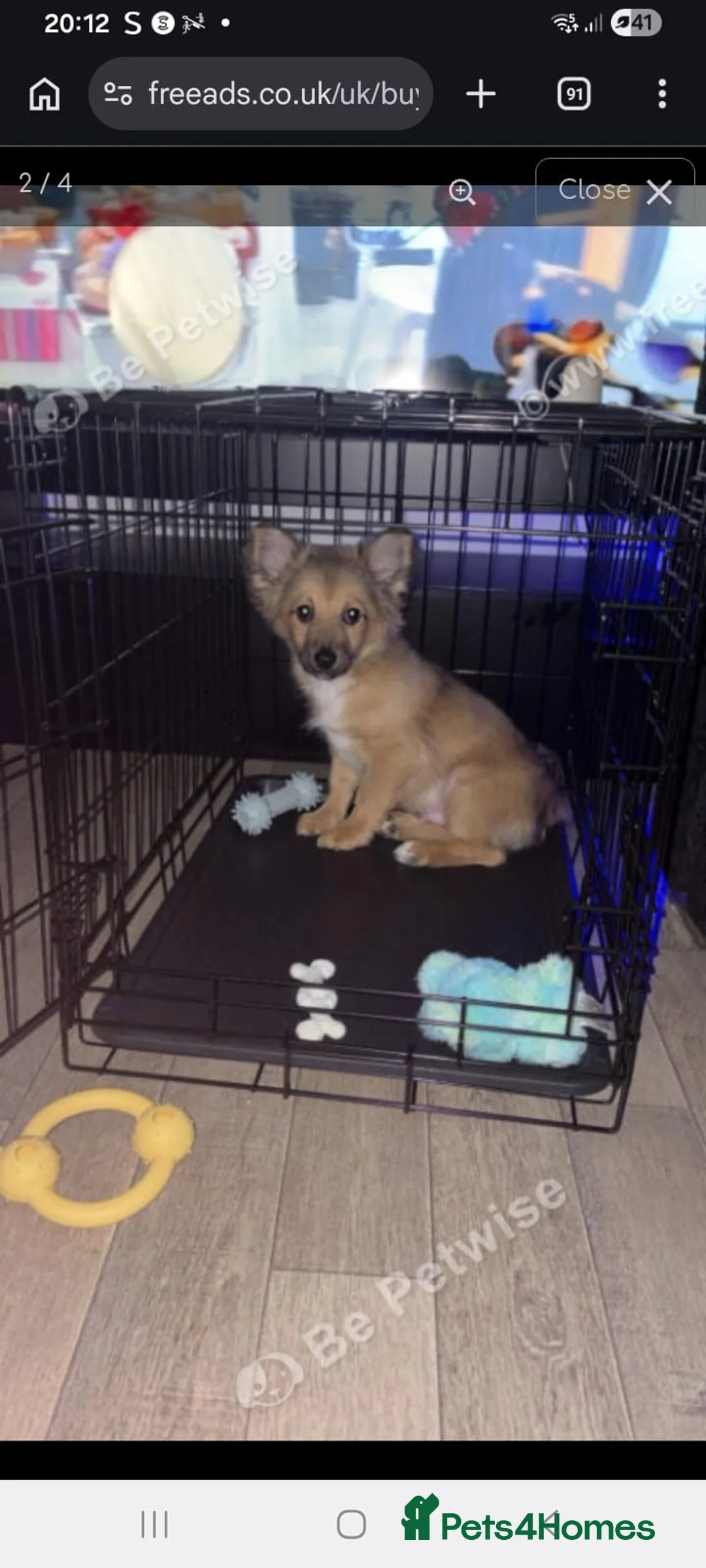 Pomchi dogs for sale: Pomchi  - Advert 2