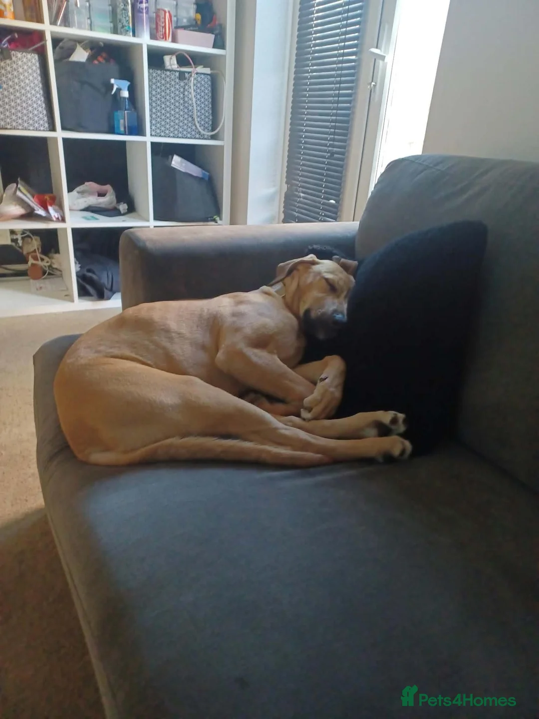 Mixed Breed dogs for sale: Beautiful saluki cross girl - Advert 1