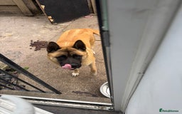 Mixed Breed dogs for sale: American Akita cross Belgian Malinois  - Image 2