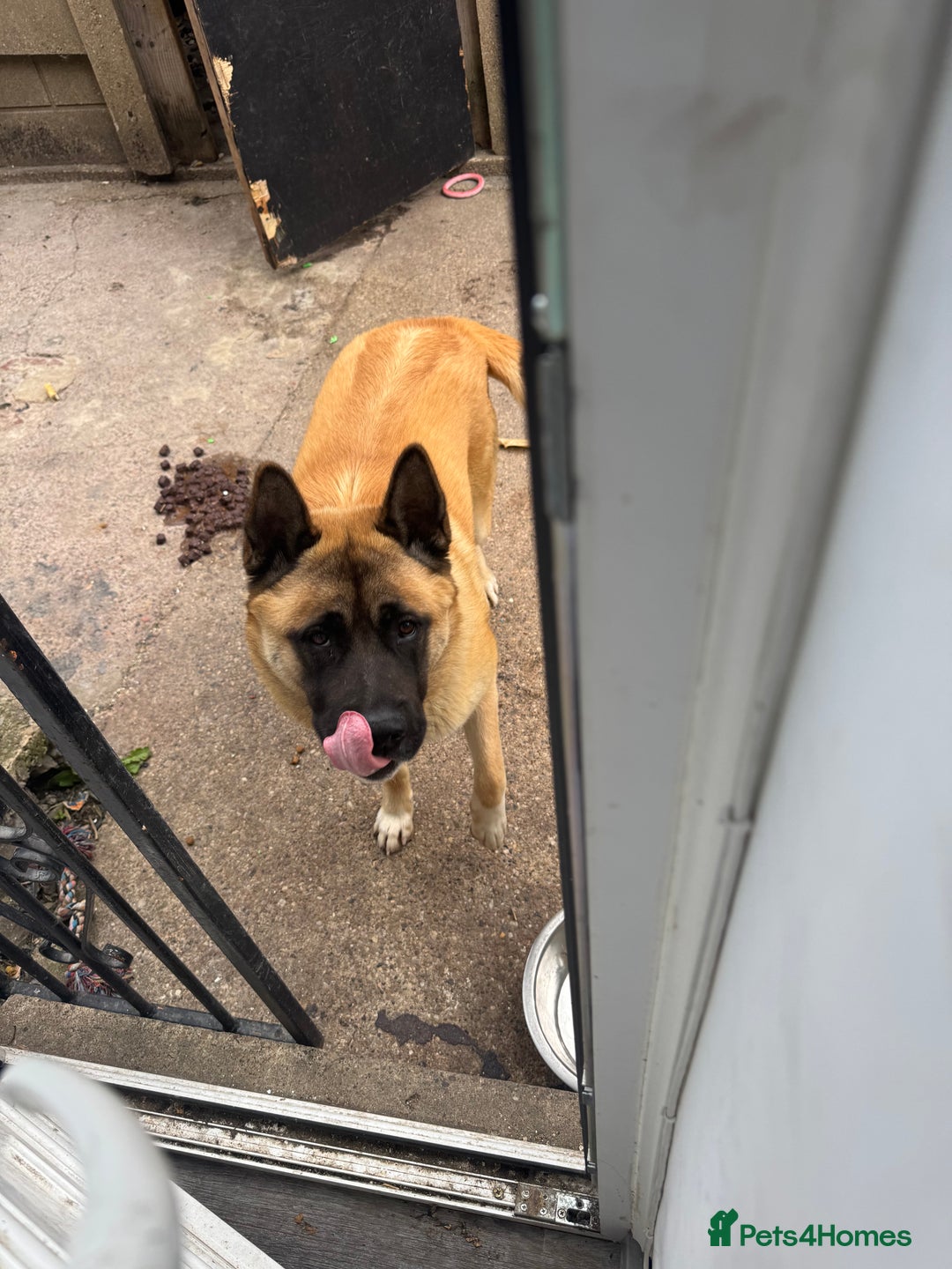 Mixed Breed dogs for sale: American Akita cross Belgian Malinois  - Image 2