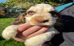 Cocker Spaniel dogs for sale: KC Sable Show Cocker Spaniels  - Image 2