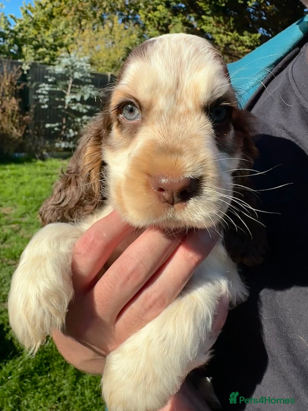 Cocker Spaniel dogs for sale: KC Sable Show Cocker Spaniels  - Image 2