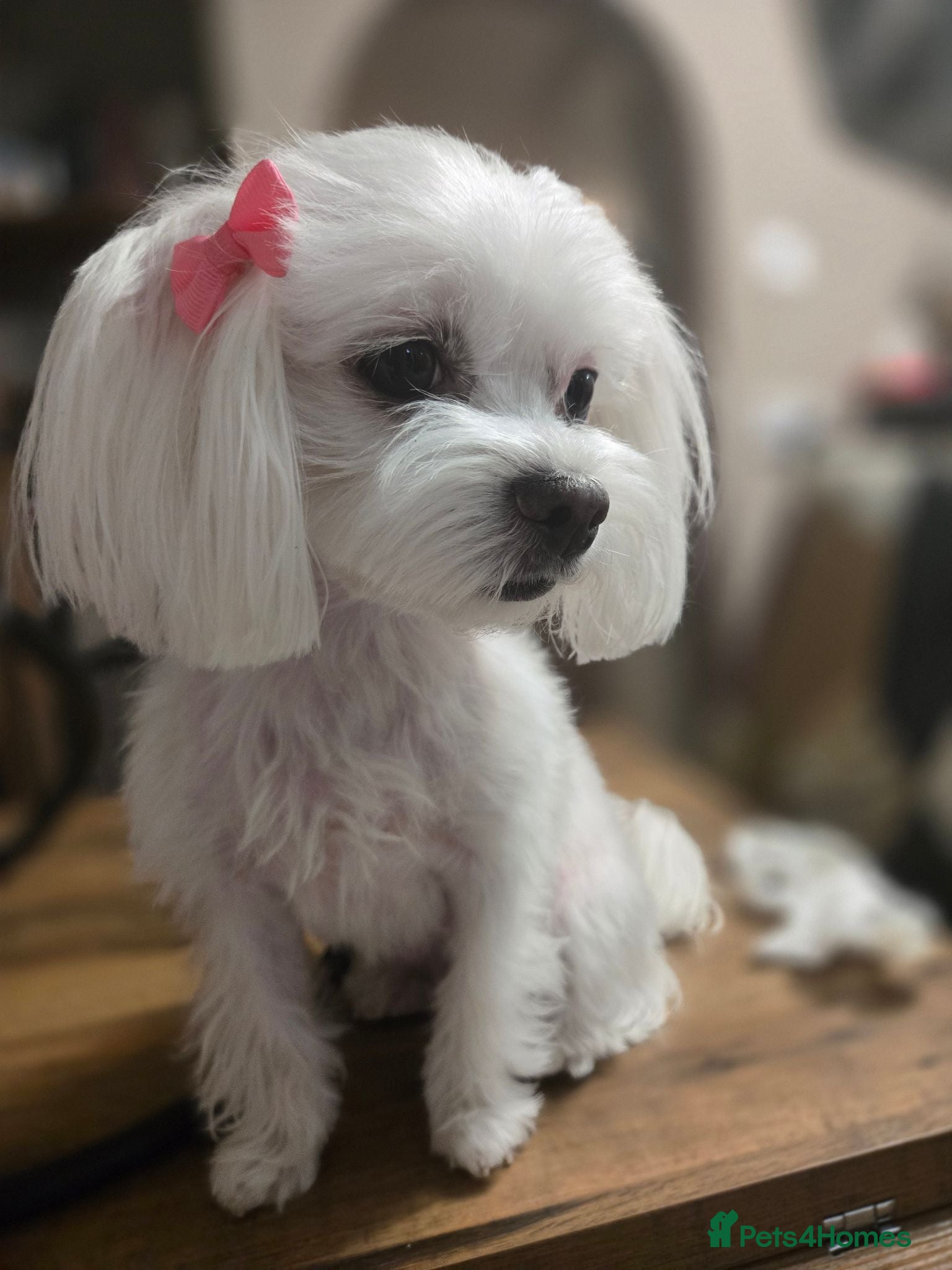 Maltese dogs Adorable tiny Maltese  - Advert 1