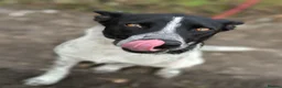 Mixed Breed dogs for adoption: 💙🐶 LEVKO – THE DOG WHO HAS ALL HOME PET HABITS in Burton-on-Trent - Advert 9