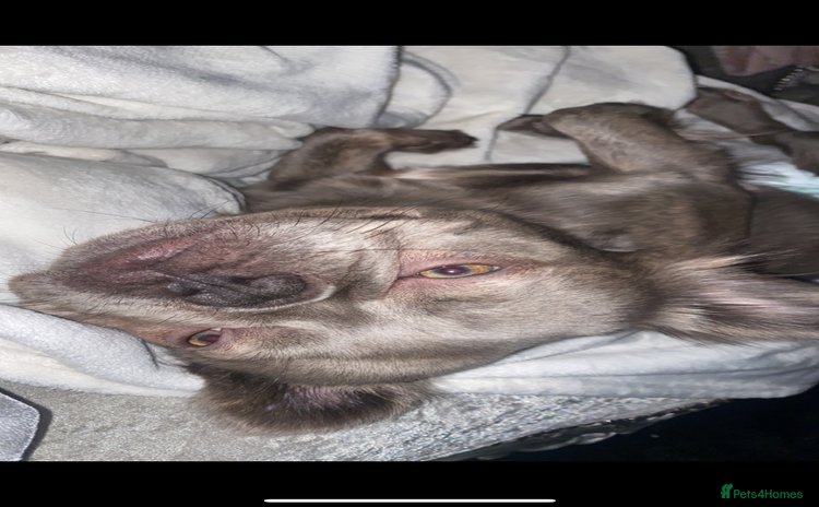 French Bulldog dogs Gorgeous Fluffy Female French Bulldog - Advert 1