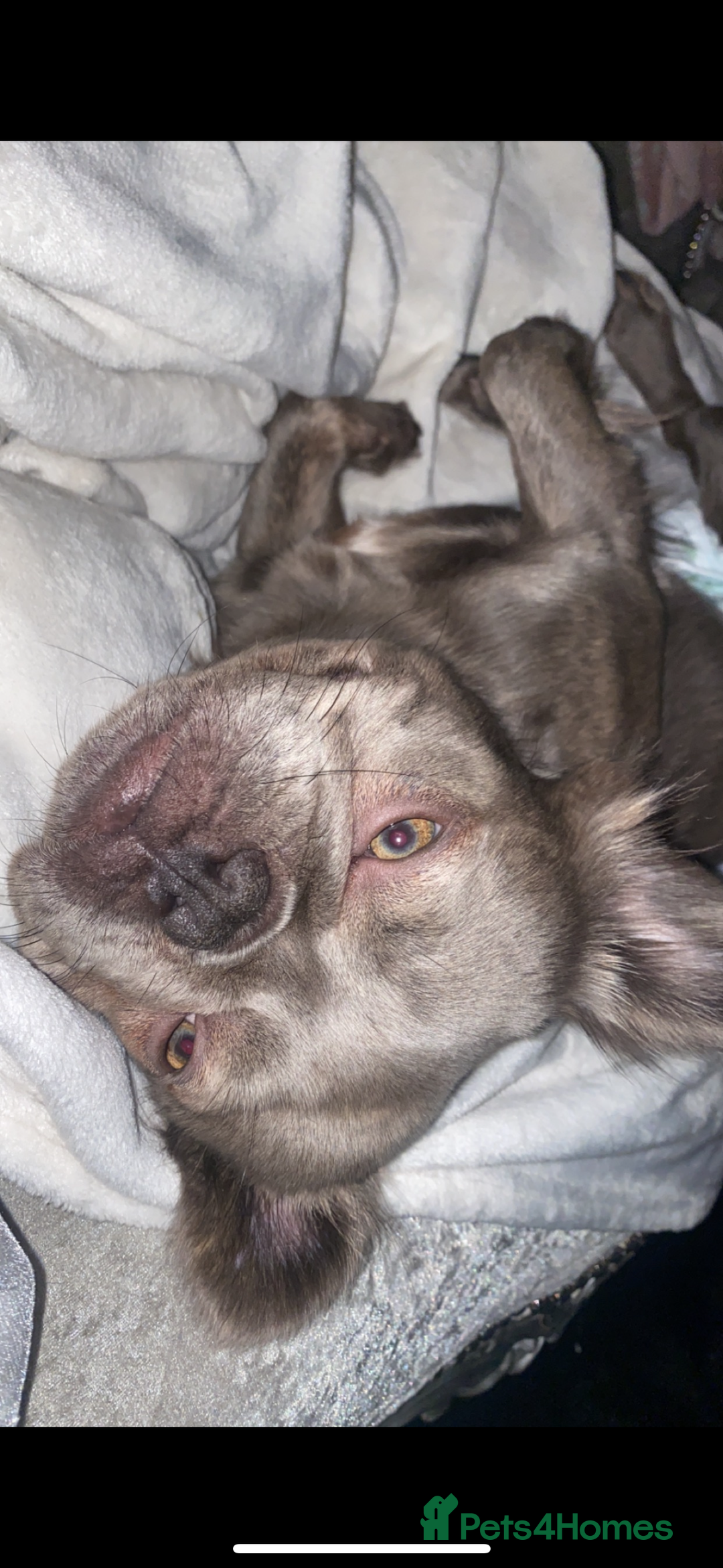 French Bulldog dogs for sale: Gorgeous Fluffy Female French Bulldog - Advert 1