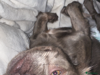 French Bulldog dogs Gorgeous Fluffy Female French Bulldog - Advert 5