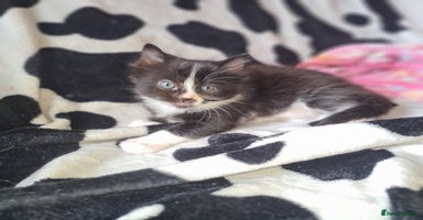 Mixed Breed cats - Advert 5