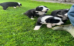 Bearded Collie dogs for sale: Six beautiful Beardie puppies for sale - Image 18