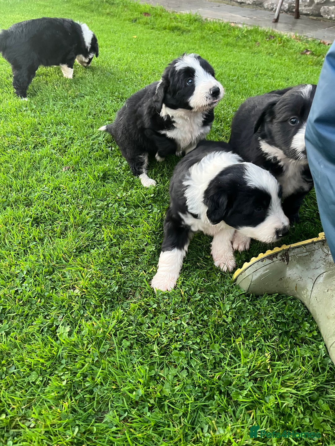 Bearded Collie dogs for sale: Six beautiful Beardie puppies for sale - Image 18