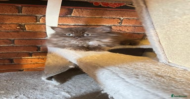 Persian cats - Advert 5