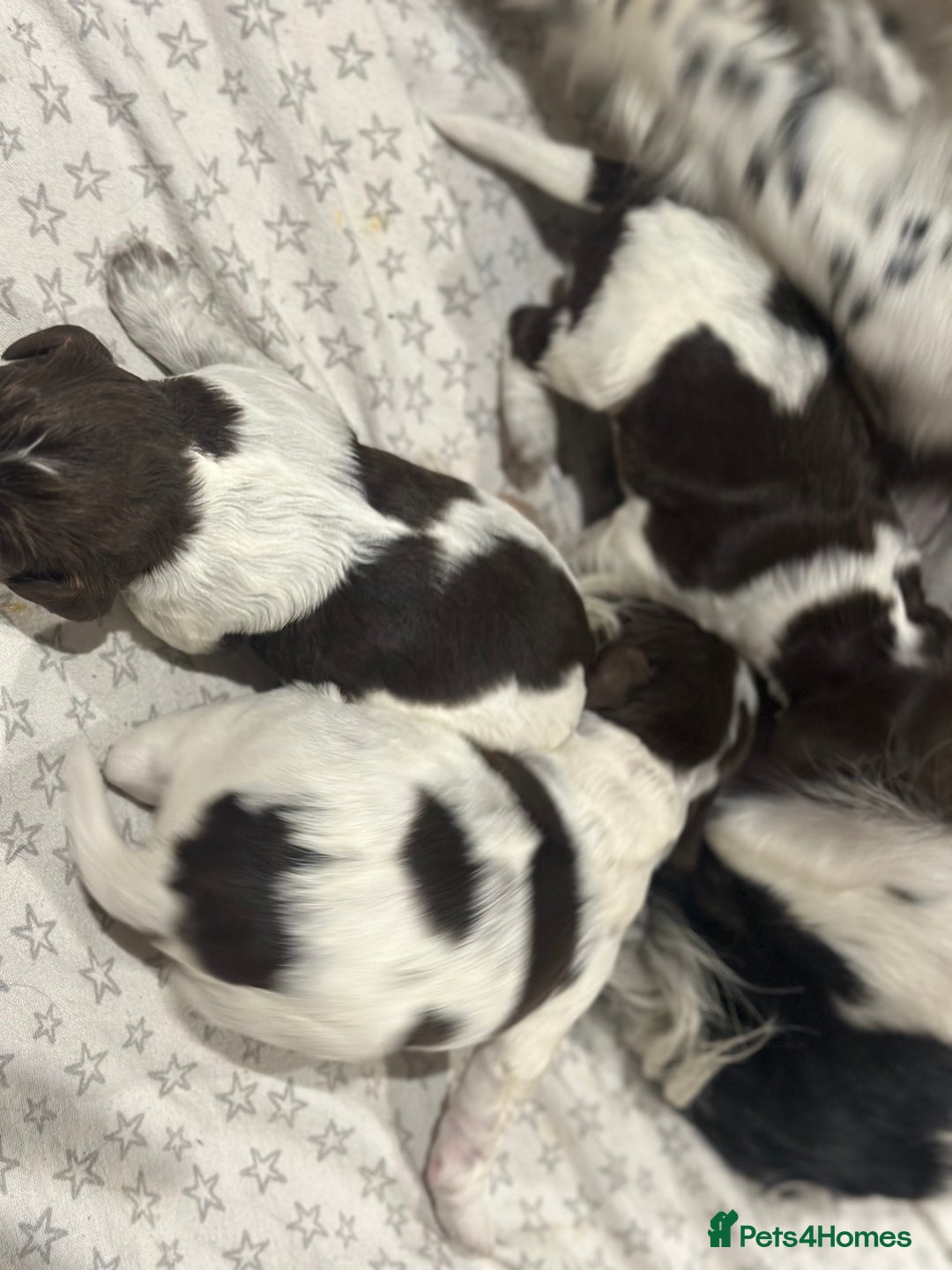 Sprocker dogs for sale: Beautiful sprockers  - Image 20