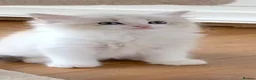 Ragdoll cats for sale: READY NOW ***** INDOOR PEDIGREE RAGDOLL KITTENS - Advert 9
