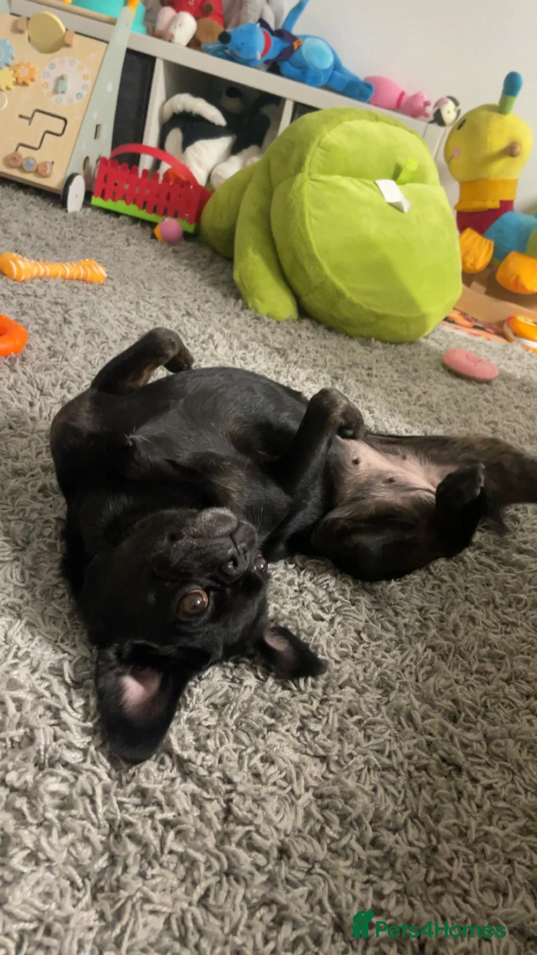 Frug dogs for sale: Lola (she is free)  in Reading - Advert 2