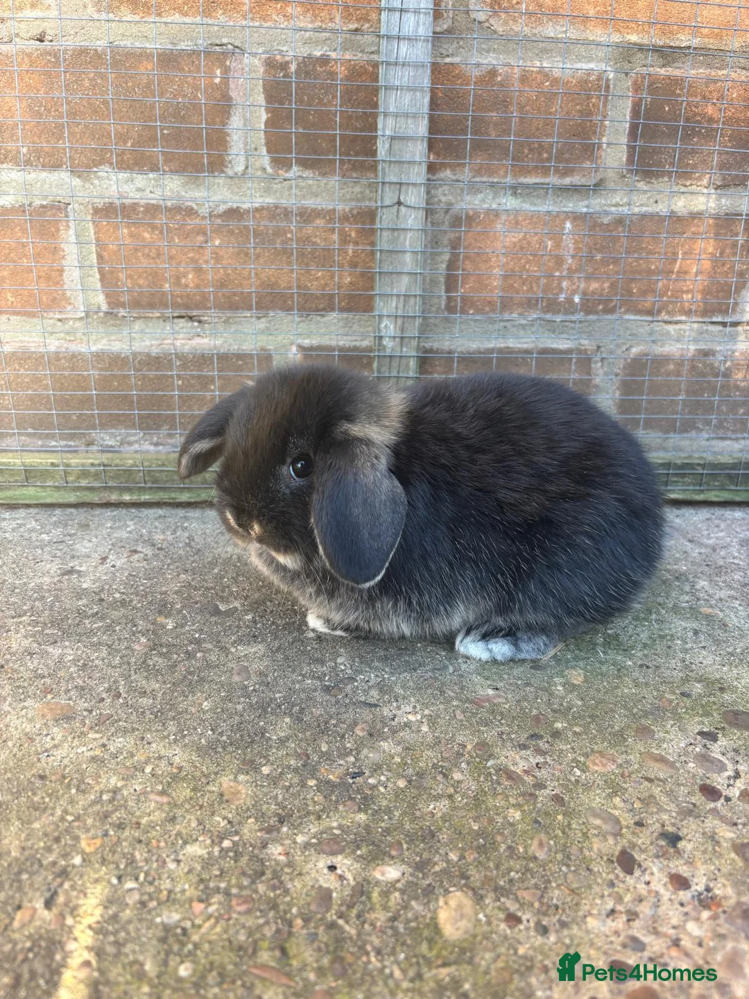 Mini Lop rabbits for sale: 1 female mini lop ready to reserve  - Advert 3