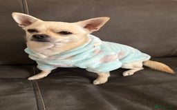 Chihuahua dogs for stud: Male chihuahua  - Image 4