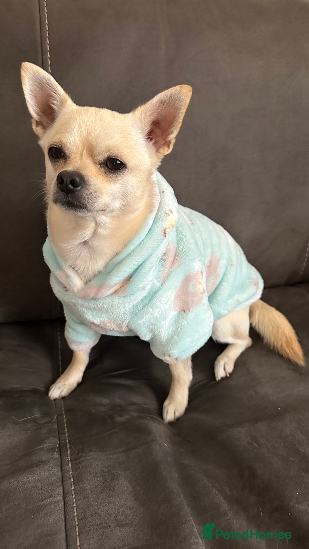 Chihuahua dogs for stud: Male chihuahua  - Image 4
