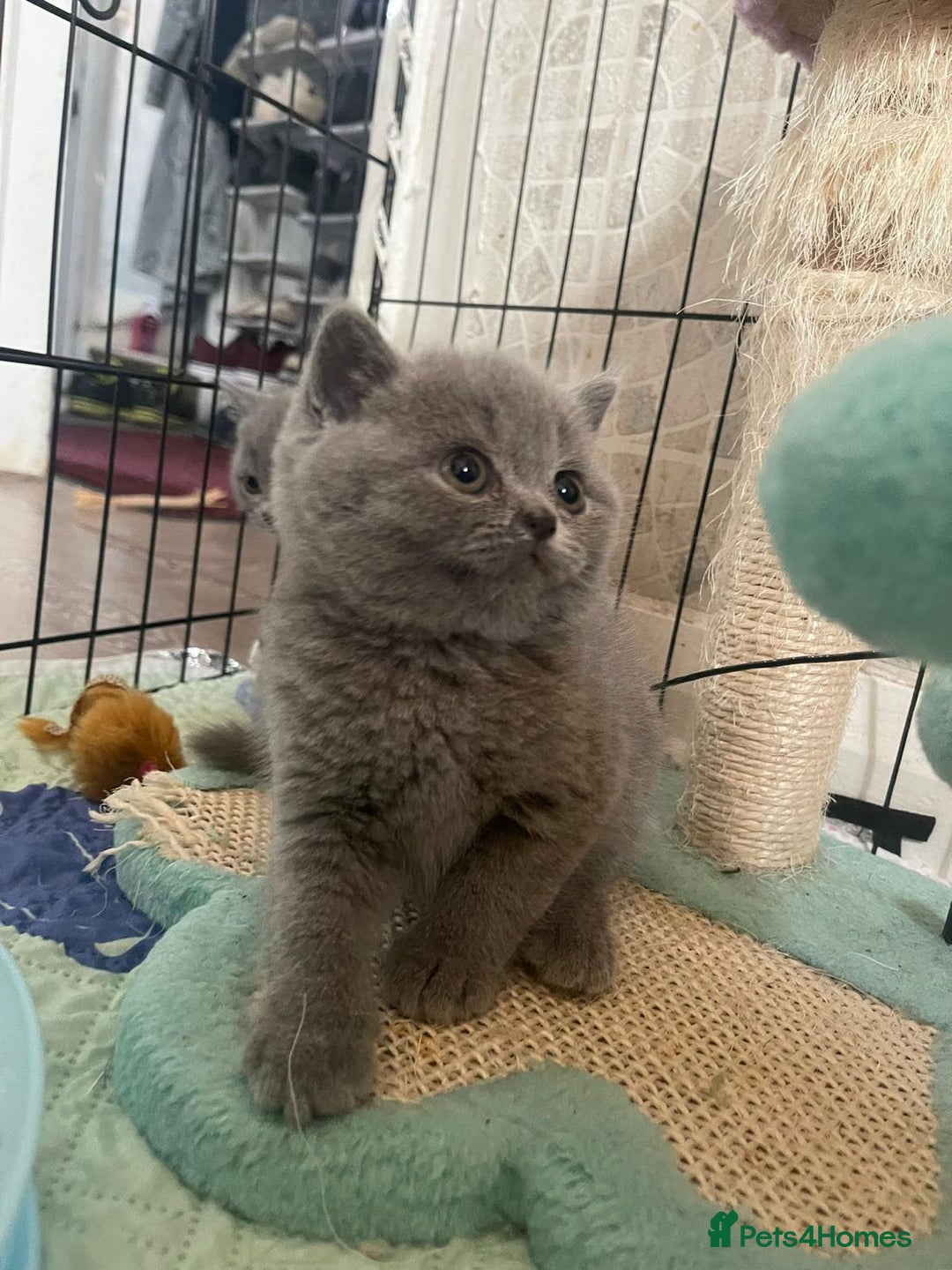 British Shorthair cats for sale: Pure british  shorthair  kittens  - Image 6