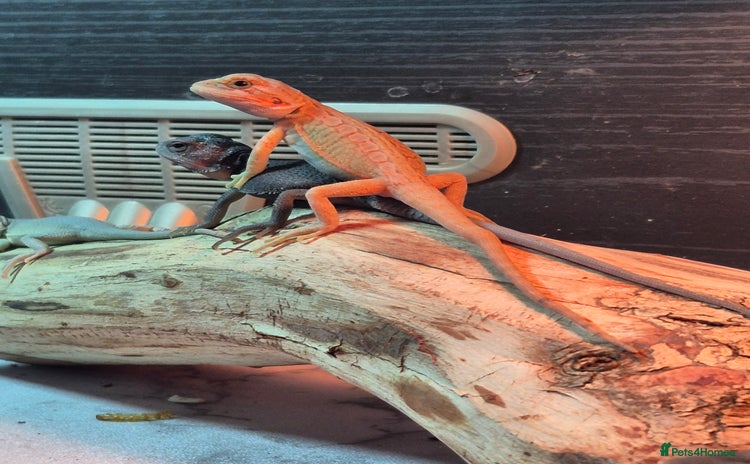 Bearded Dragon reptiles - Advert 5
