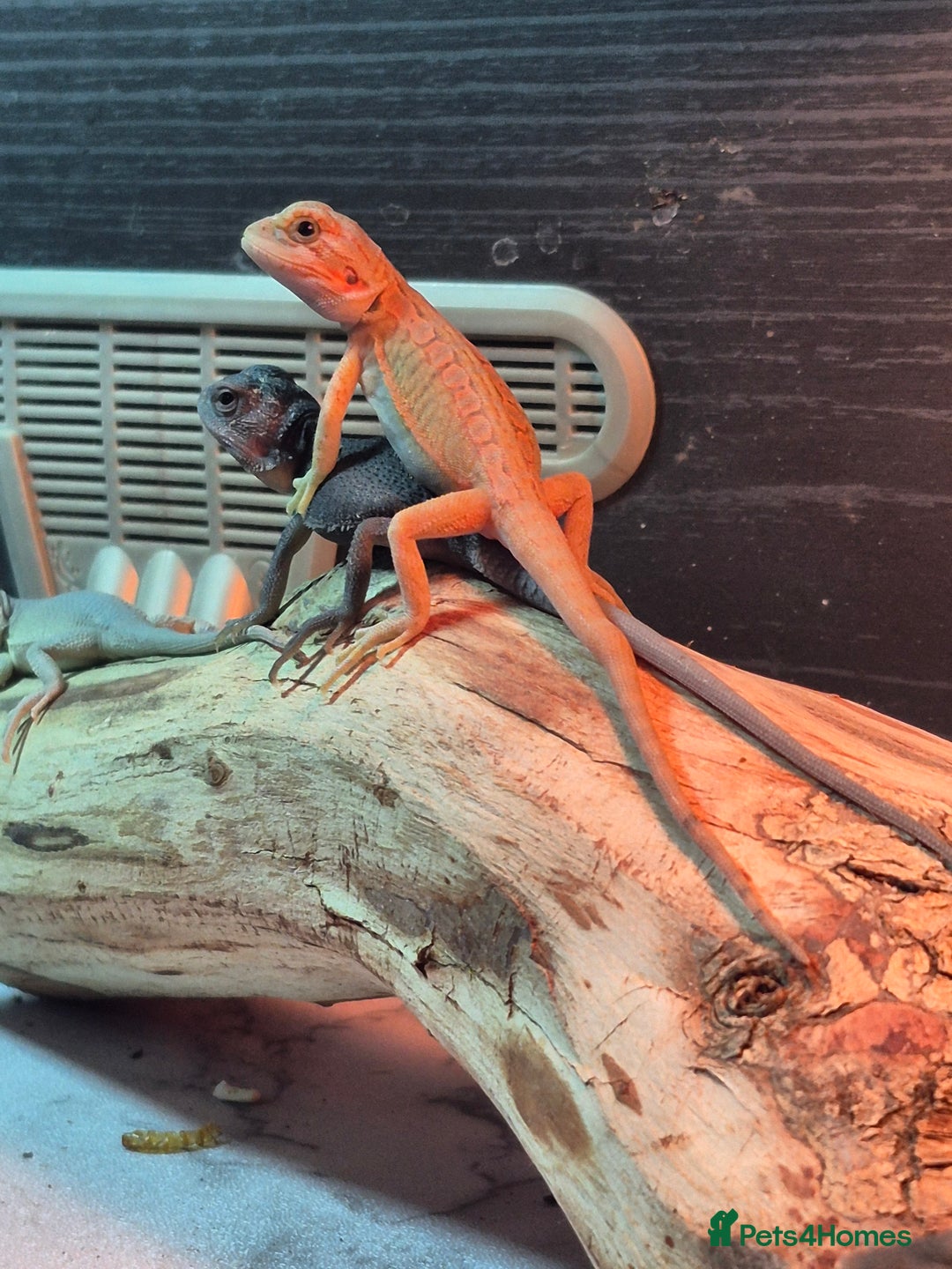 Bearded Dragon reptiles for sale: Baby bearded  dragons  - Image 5
