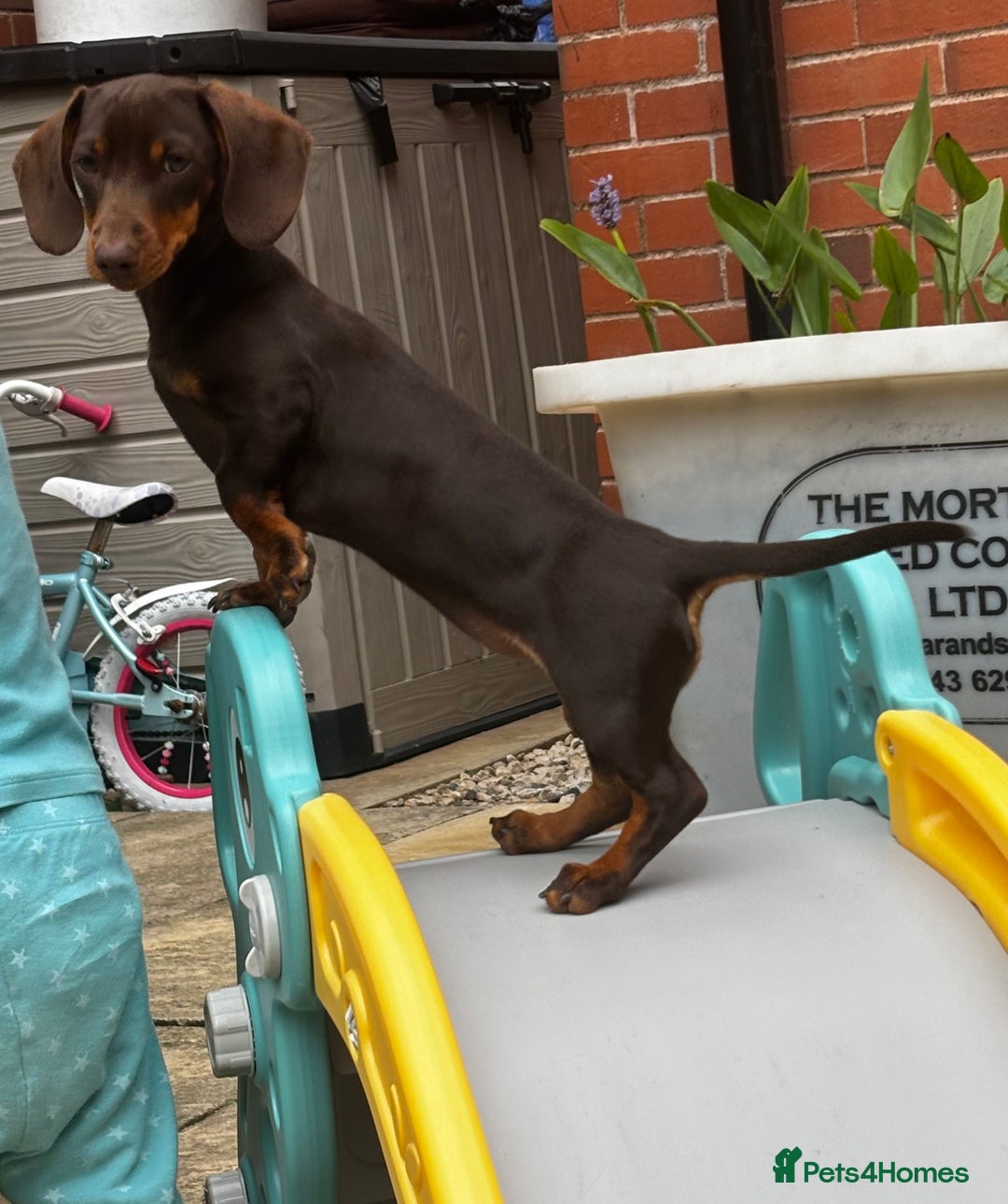 Dachshund dogs for sale: Sweet dachshund girl  - Image 3