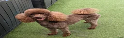 Poodle dogs for stud: Chocolate poodle stud in Pontypool - Advert 2