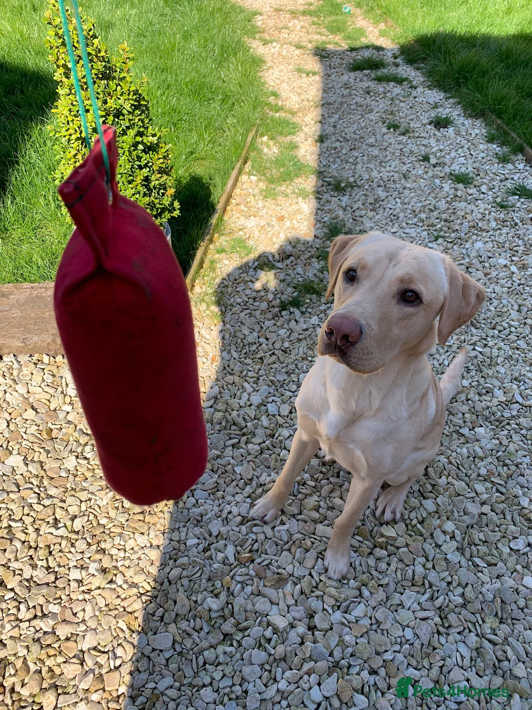 Labrador Retriever dogs for stud: PROVEN WORKING LAB STUD in Yeovil - Advert 8