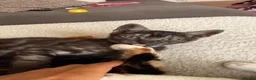 Mixed Breed cats for sale: Grey Marble Tabby Boy  in Harrow - Advert 3