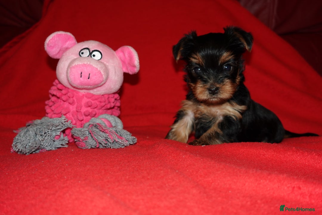 Yorkshire Terrier dogs for sale: 2 Beautiful Pure Breed Yorkshire Terrier females - Advert 3