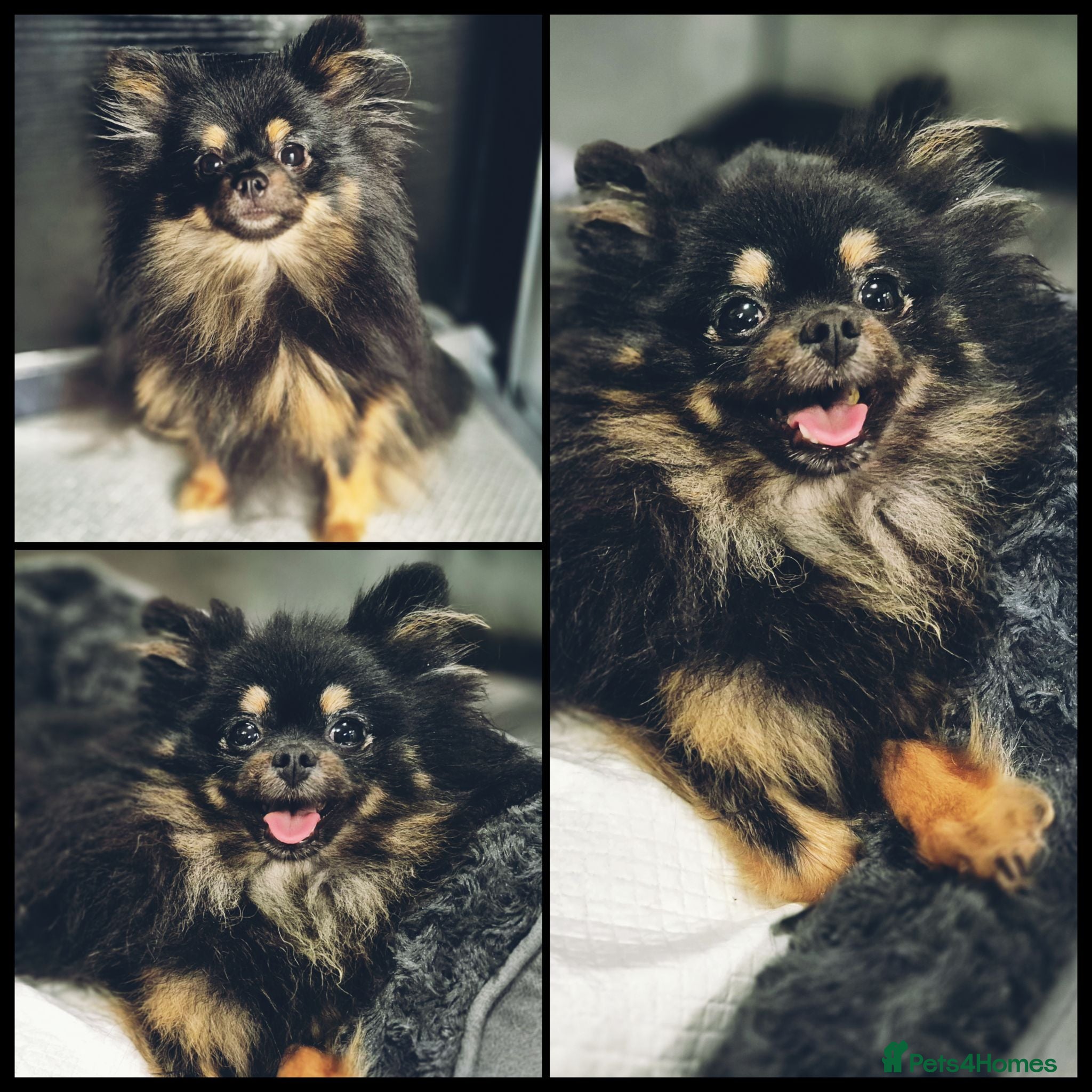 Pomeranian dogs 2 Male Kc Pomeranian Puppies - Advert 6