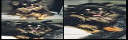 Pomeranian dogs for sale: 2 Male Kc Pomeranian Puppies - Advert 1