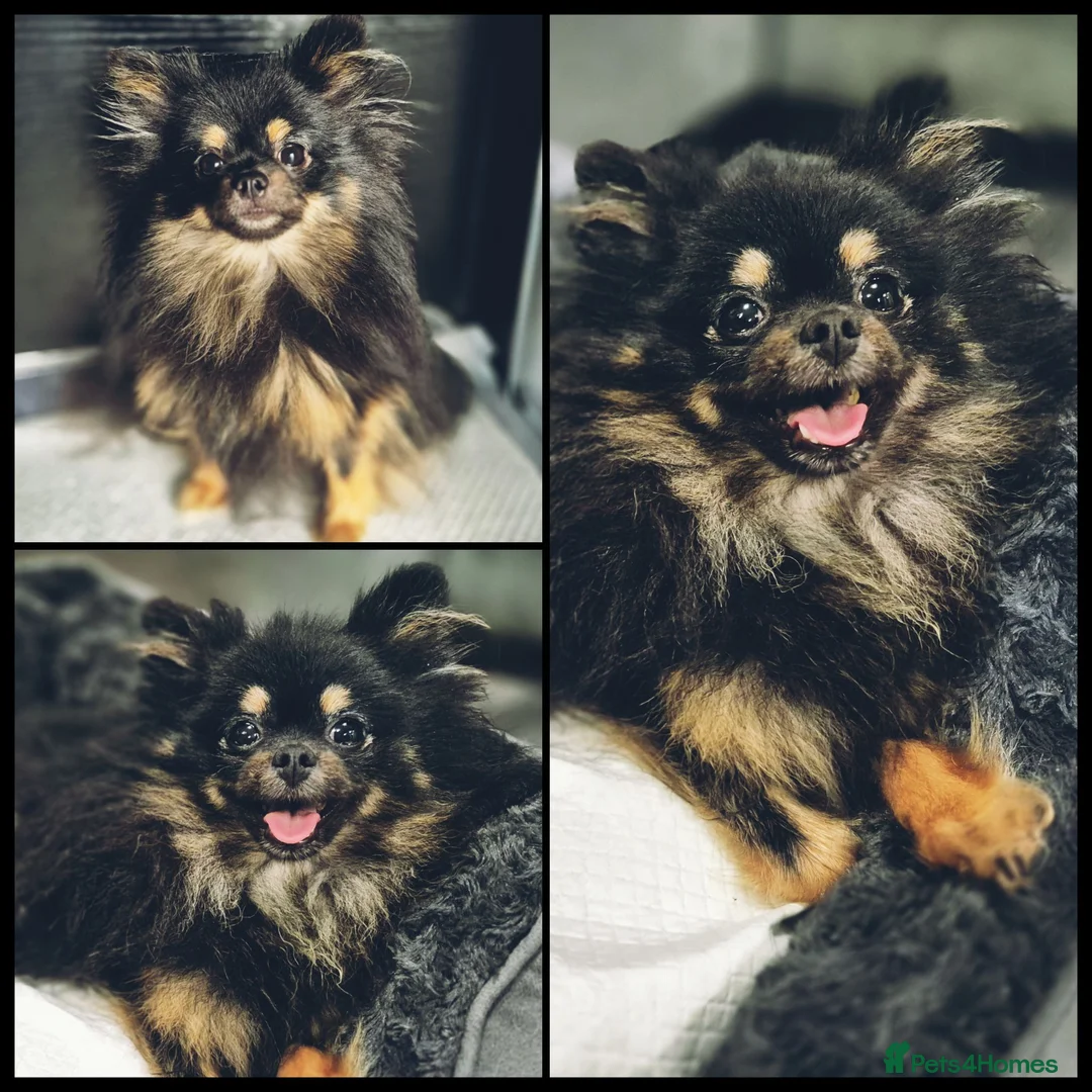 Pomeranian dogs for sale: 2 Male Kc Pomeranian Puppies - Advert 1