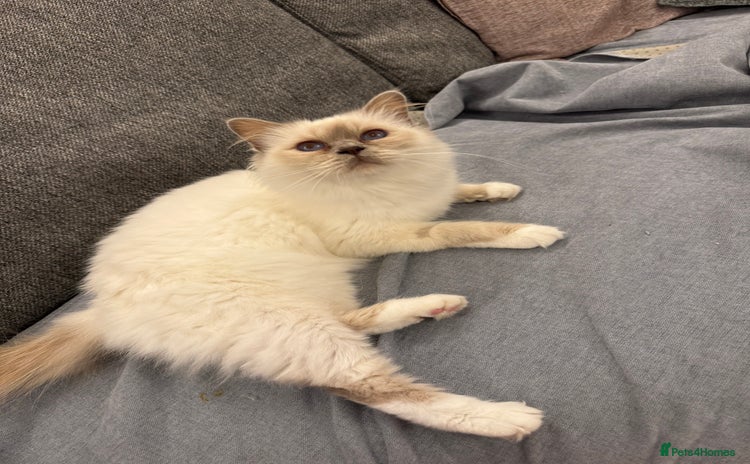 Birman cats for sale - Advert 1