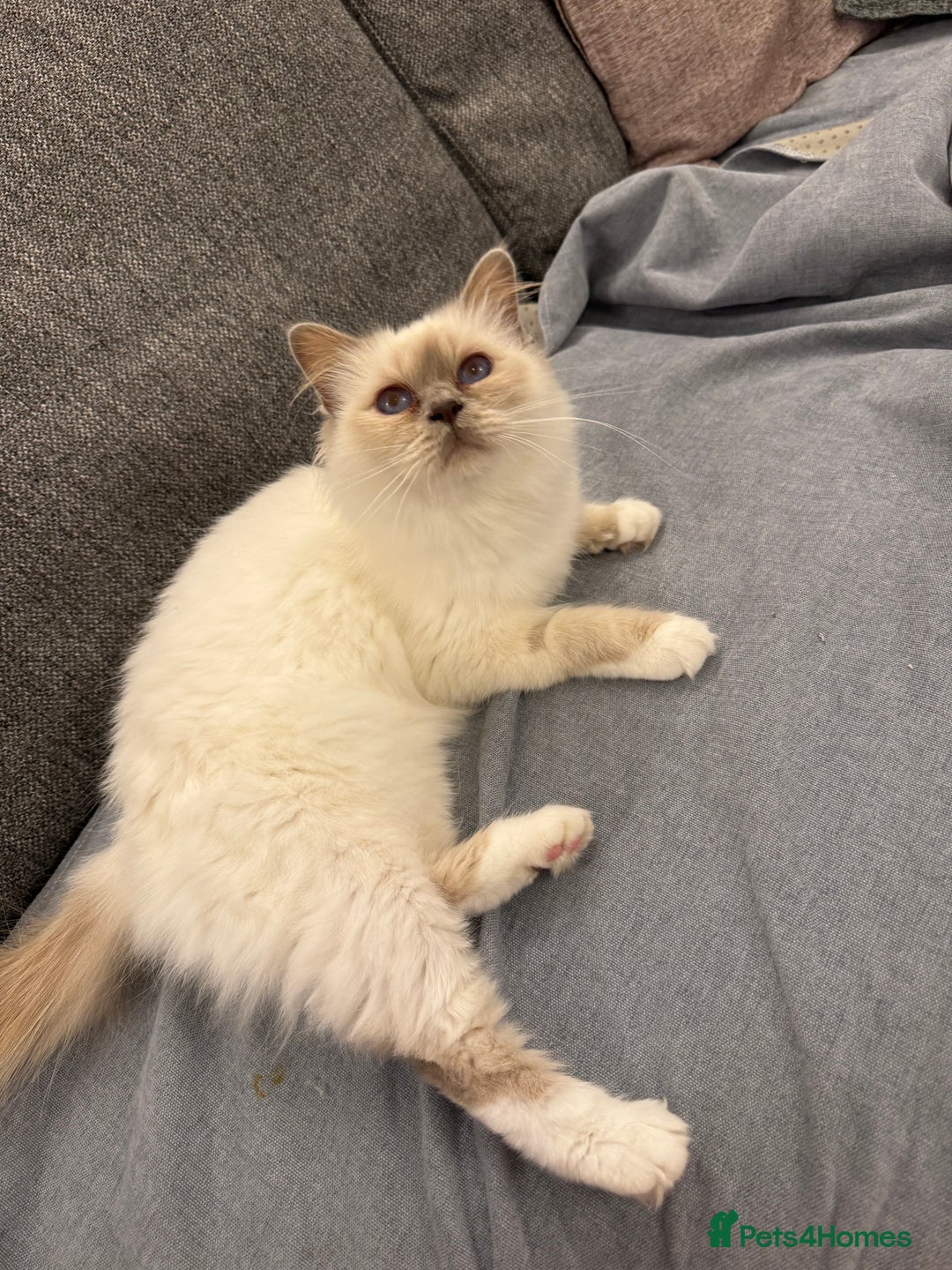 Birman cats for sale: Lilac point Birman female for sale  - Image 1
