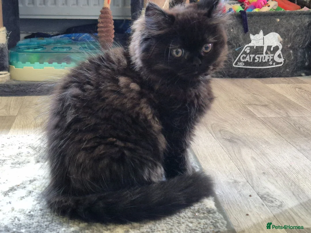 Mixed Breed cats for sale: Beautiful Black Ragdoll x Persian Kitten Ready Now in Barnsley - Advert 1